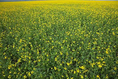 《赛博朋克 2077》 2.2版上线 角色车辆自定义加强