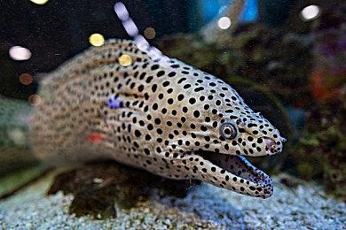 《双影奇境》PS版下载大小79GB 3月4日评分解禁